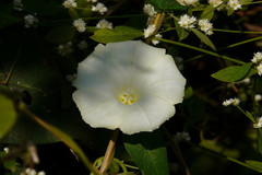 Operculina turpethum